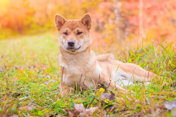 Shiba cão em um passeio no parque de outono. Bonito cachorro fofo . . — Fotografia de Stock