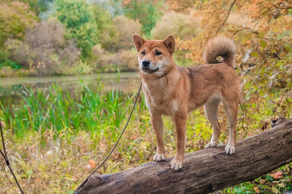 Shiba kutya sétál az őszi parkban. Gyönyörű bolyhos kutya.. . — Stock Fotó