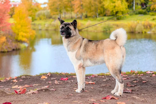 Akita hoduje psa na spacerze w jesiennym parku. Piękny puszysty pies. Akita amerykańska. — Zdjęcie stockowe