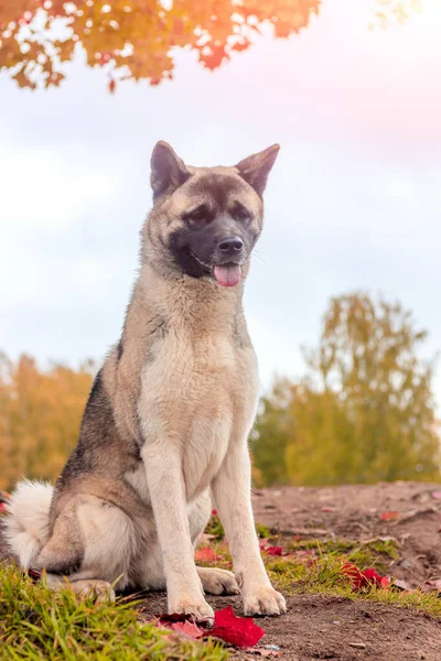 Akita fajta kutya egy séta az őszi parkban. Gyönyörű bolyhos kutya. Amerikai Akita. — Stock Fotó