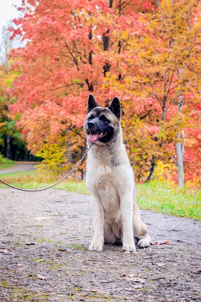 Akita hoduje psa na spacerze w jesiennym parku. Piękny puszysty pies. Akita amerykańska. — Zdjęcie stockowe