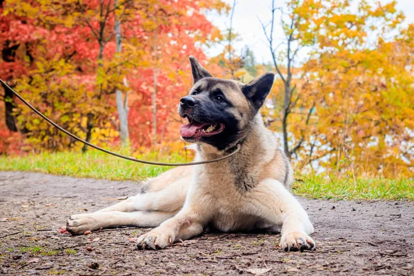 Akita hoduje psa na spacerze w jesiennym parku. Piękny puszysty pies. Akita amerykańska. — Zdjęcie stockowe