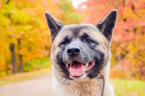 Akita hoduje psa na spacerze w jesiennym parku. Piękny puszysty pies. Akita amerykańska. — Zdjęcie stockowe