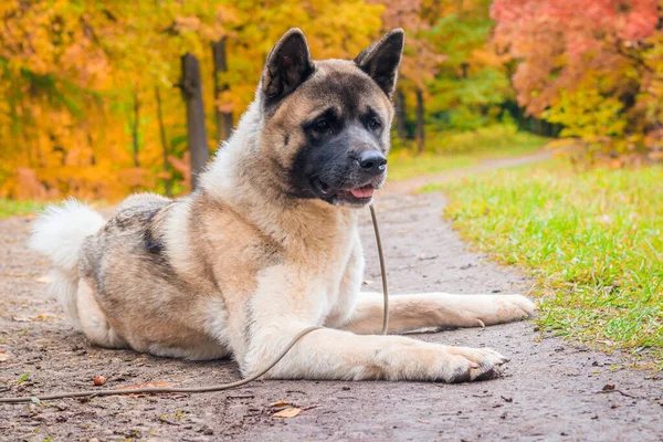 Sonbahar parkında yürüyüş yapan Akita cinsi bir köpek. Güzel pofuduk köpek. Amerikan Akita. — Stok fotoğraf