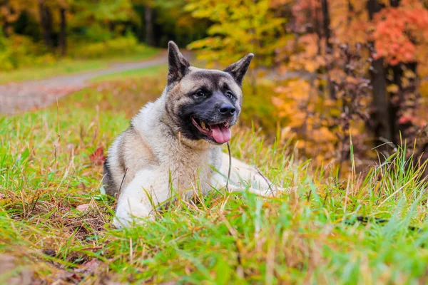 Akita hoduje psa na spacerze w jesiennym parku. Piękny puszysty pies. Akita amerykańska. — Zdjęcie stockowe