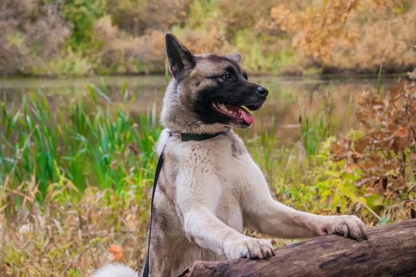 Akita hoduje psa na spacerze w jesiennym parku. Piękny puszysty pies. Akita amerykańska. — Zdjęcie stockowe