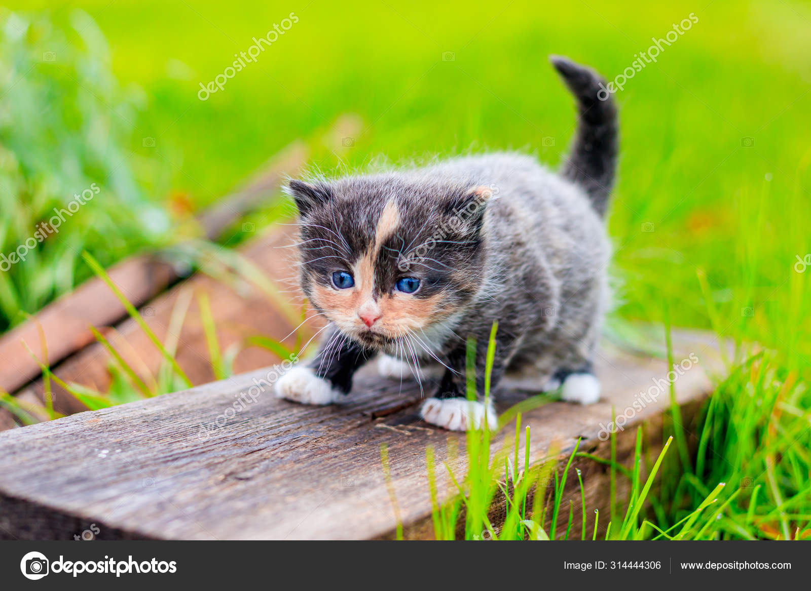 Chaton Triste Images Libres De Droit Photos De Chaton Triste Depositphotos