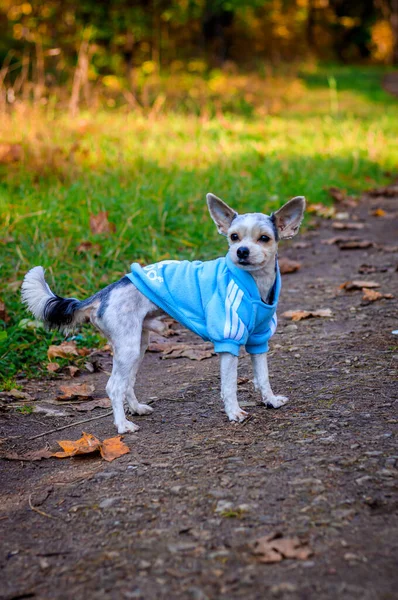 约克郡的小狗在秋天的公园里散步. 一只理发散步的狗. 穿工作服的狗 散步的时候. — 图库照片