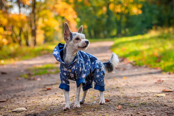 约克郡的小狗在秋天的公园里散步. 一只理发散步的狗. 穿工作服的狗 散步的时候. — 图库照片