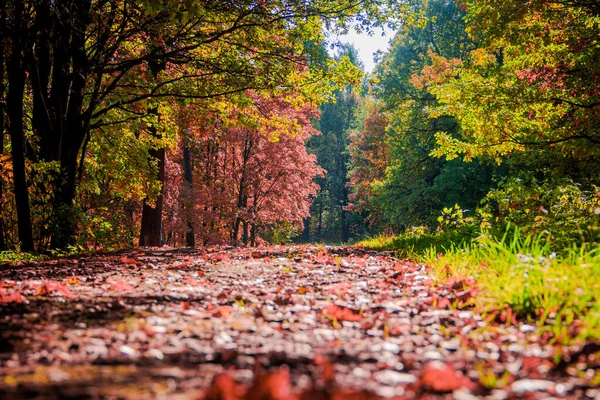 Autumn Park manzarası. Altın sonbahar. Sonbahar parkında sarı ağaçlarla güneşli bir gün. Güzel manzara. — Stok fotoğraf