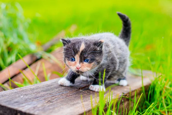 Korkak bir kedi yavrusu kütüğün üzerinde duruyor. Sokaktaki küçük kedi yavrusu. Yumuşak kedicik. - Evet. Evcil hayvanlar — Stok fotoğraf
