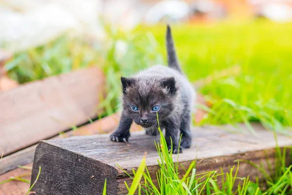 Un gatito asustado está parado en un tronco. Pequeño gatito en la calle. Gatito esponjoso. .. Mascotas —  Fotos de Stock