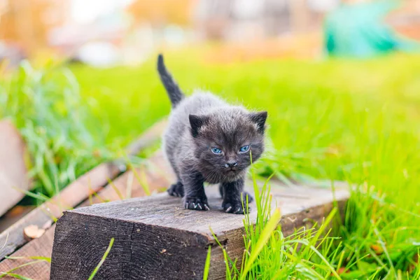 Korkak bir kedi yavrusu kütüğün üzerinde duruyor. Sokaktaki küçük kedi yavrusu. Yumuşak kedicik. - Evet. Evcil hayvanlar — Stok fotoğraf