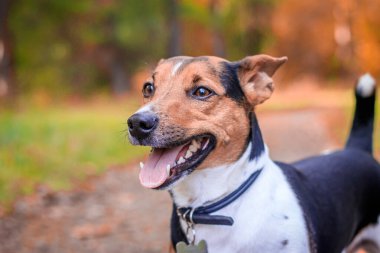 Köpek Jack Russell Terrier parkta yürüyüşe çıktı. Ev hayvanı. Parkta yürüyen bir köpek. Autumn Park.