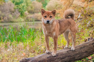 Shiba köpeği sonbahar parkında yürüyüşe çıktı. Güzel pofuduk köpek.. .