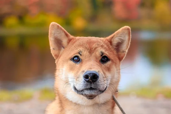 Shiba cão em um passeio no parque de outono. Bonito cachorro fofo . . — Fotografia de Stock