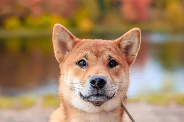 Anjing Shiba sedang berjalan-jalan di taman musim gugur. Indah berbulu anjing . . — Stok Foto