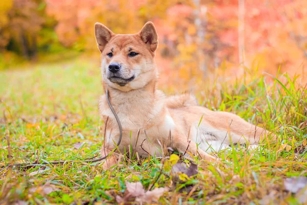 Shiba cão em um passeio no parque de outono. Bonito cachorro fofo . . — Fotografia de Stock