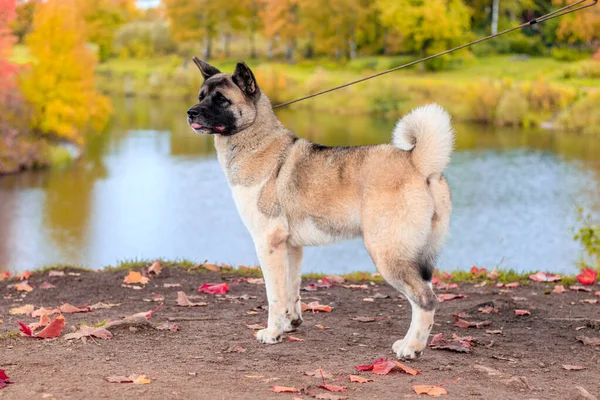 Akita hoduje psa na spacerze w jesiennym parku. Piękny puszysty pies. Akita amerykańska. — Zdjęcie stockowe