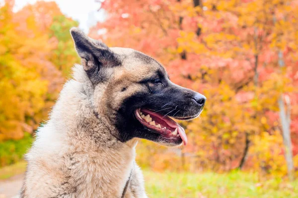 Akita σκυλί φυλής σε μια βόλτα στο πάρκο φθινόπωρο. Όμορφο χνουδωτό σκυλί. Αμερικανική Ακίτα. — Φωτογραφία Αρχείου