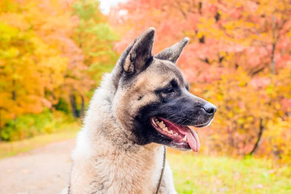 Akita hoduje psa na spacerze w jesiennym parku. Piękny puszysty pies. Akita amerykańska. — Zdjęcie stockowe