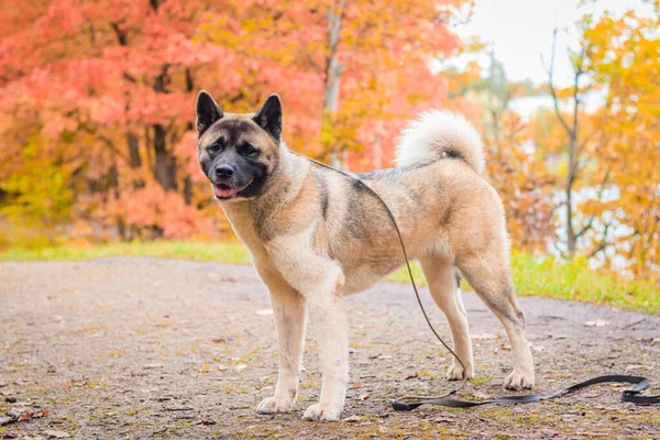 Sonbahar parkında yürüyüş yapan Akita cinsi bir köpek. Güzel pofuduk köpek. Amerikan Akita.