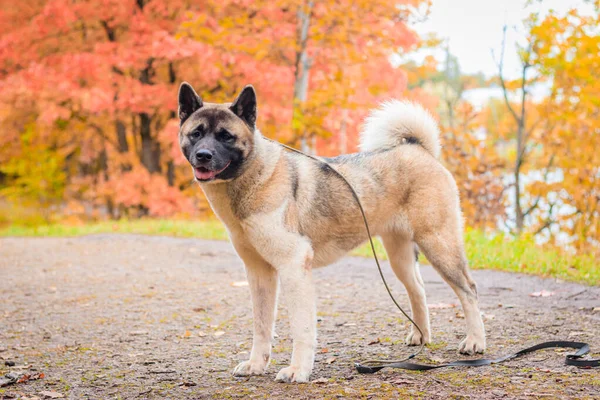 Sonbahar parkında yürüyüş yapan Akita cinsi bir köpek. Güzel pofuduk köpek. Amerikan Akita. — Stok fotoğraf