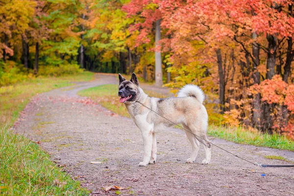 Akita hoduje psa na spacerze w jesiennym parku. Piękny puszysty pies. Akita amerykańska. — Zdjęcie stockowe