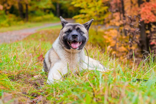 Akita hoduje psa na spacerze w jesiennym parku. Piękny puszysty pies. Akita amerykańska. — Zdjęcie stockowe