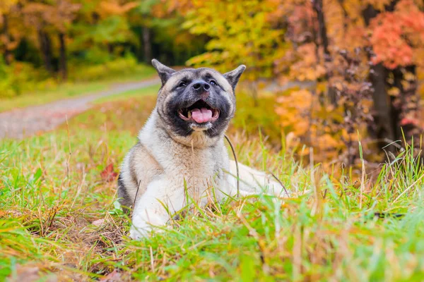 Akita hoduje psa na spacerze w jesiennym parku. Piękny puszysty pies. Akita amerykańska. — Zdjęcie stockowe