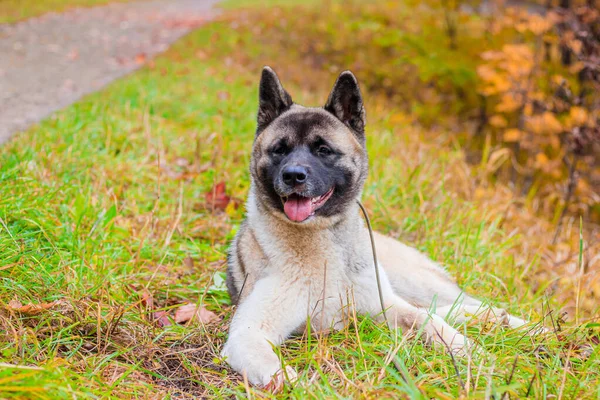 秋田は秋の公園を散歩して犬を飼育している。美しいふわふわの犬。アメリカの秋田. — ストック写真