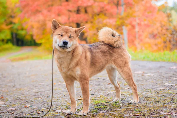 Pies Shiba na spacerze w jesiennym parku. Piękny puszysty pies. . — Zdjęcie stockowe