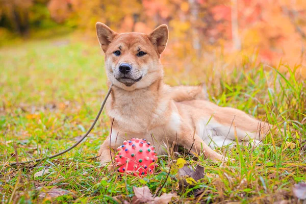 Shiba perro en un paseo por el parque de otoño. Hermoso perro esponjoso . . —  Fotos de Stock