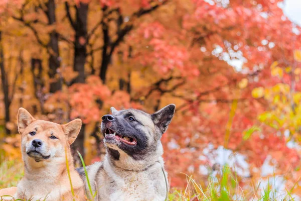 Akita en Shiba voor een wandeling in het park. Twee honden voor een wandeling. Herfstpark. — Stockfoto