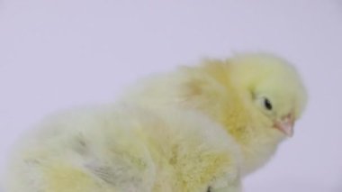 Beyaz arka planda küçük sarı tavuklar. Küçük kuşlar. Yumuşak hatunlar. Çocukluğunda tavuk.
