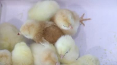 Beyaz arka planda küçük sarı tavuklar. Küçük kuşlar. Yumuşak hatunlar. Çocukluğunda tavuk.