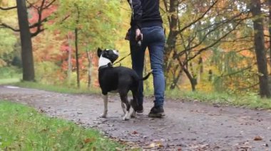 Amstaff parkta yürürken köpek yetiştiriyor. Yürüyüşe çıkmış bir köpek. Sonbahar yağmurlu parkı. Islak köpek.