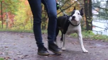 Amstaff parkta yürürken köpek yetiştiriyor. Yürüyüşe çıkmış bir köpek. Sonbahar yağmurlu parkı. Islak köpek.