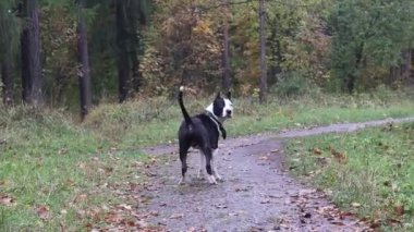 Amstaff parkta yürürken köpek yetiştiriyor. Yürüyüşe çıkmış bir köpek. Sonbahar yağmurlu parkı. Islak köpek.
