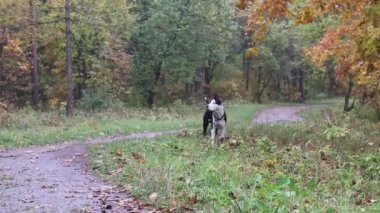 Amstaff parkta yürürken köpek yetiştiriyor. Yürüyüşe çıkmış bir köpek. Sonbahar yağmurlu parkı. Islak köpek.