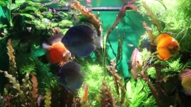 Hayvanat bahçesindeki akvaryumda balıklar yüzer. Tutsak balık. Güzel yaratıklar. Deniz hayatı. Su altı hayvanları