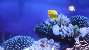 Hayvanat bahçesindeki akvaryumda balıklar yüzer. Tutsak balık. Güzel yaratıklar. Deniz hayatı. Su altı hayvanları