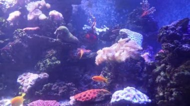 Hayvanat bahçesindeki akvaryumda balıklar yüzer. Tutsak balık. Güzel yaratıklar. Deniz hayatı. Su altı hayvanları