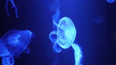 Hayvanat bahçesindeki akvaryumda balıklar yüzer. Tutsak balık. Güzel yaratıklar. Deniz hayatı. Su altı hayvanları