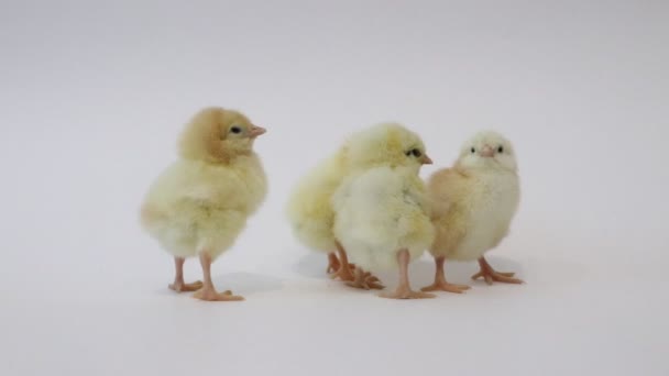 Małe Żółte Kurczaki Białym Tle Małe Ptaszki Puszyste Laski Kurczak — Wideo stockowe