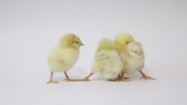 Kis Sárga Csirkék Fehér Háttérrel Kismadarak Bolyhos Csajok Csirke Gyermekkorban — Stock videók