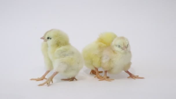Pollitos Amarillos Sobre Fondo Blanco Pajaritos Chicas Esponjosas Pollo Infancia — Vídeo de stock
