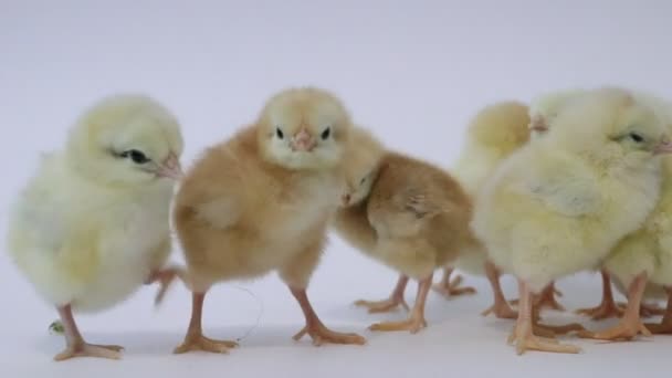 Kleine Gele Kippen Een Witte Achtergrond Kleine Vogeltjes Pluizige Meiden — Stockvideo