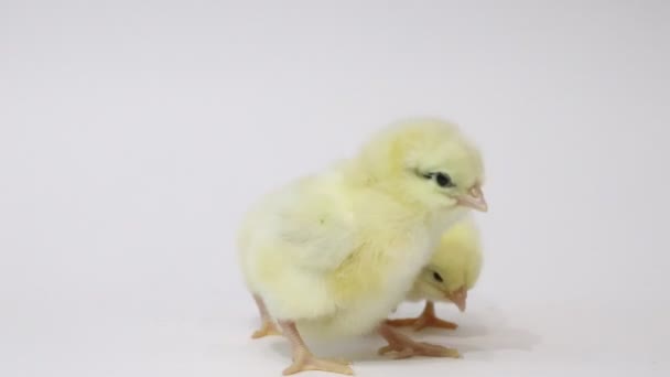 Маленькі Жовті Кури Білому Тлі Маленькі Птахи Пухнасті Пташенята Курка — стокове відео