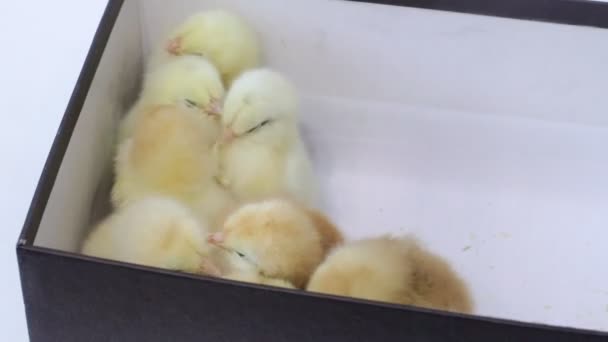 Kleine Gele Kippen Een Witte Achtergrond Kleine Vogeltjes Pluizige Meiden — Stockvideo